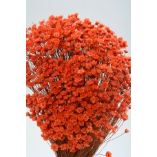 STAR FLOWERS Orange 12"